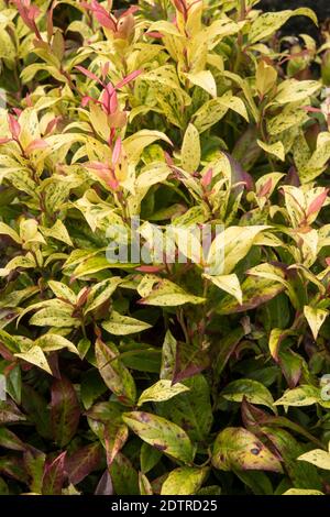 Leucothoe waltereri Simsalabim ('Schnup2') PBR Stockfoto