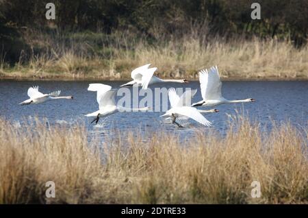 Eine Herde, bestehend aus fünf Schwanen, landete gerade auf einem kleinen See in Malente, Deutschland. Stockfoto