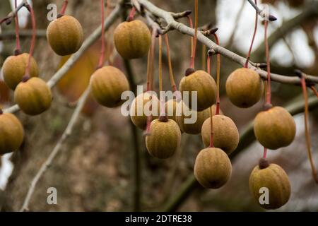 Samen von Davidia involucrata Stockfoto
