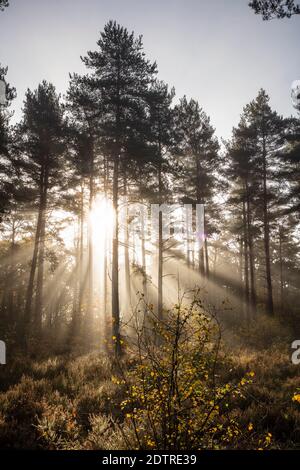 Sonnenstrahlen brechen durch Nebel in Wald von schotten Kiefern, Newtown Common, Burghclere, Hampshire, England, Großbritannien, Europa Stockfoto