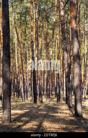 Reservierter Kiefernwald mit hohen Baumstämmen mit immergrünen Nadeln auf den Gipfeln und trockenem Gras auf dem Boden, umweltfreundliche Hintergrund auf das Thema Stockfoto