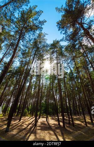 Baumstämme von Kiefern in einem dichten immergrünen Wald auf einem blauen Himmel mit Sonneneinstrahlung und trockenem braunem Gras auf dem Boden, umweltfreundliche Hintergrund auf das Thema e Stockfoto