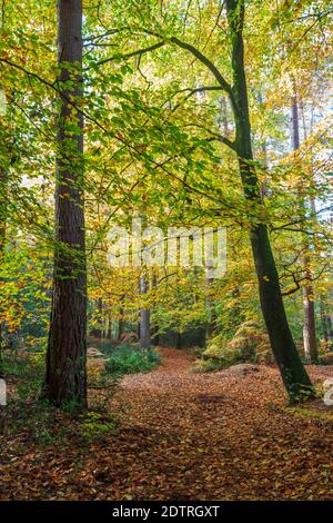 Fußweg durch Buchenwälder am nebligen Herbstmorgen, Highclere, Hampshire, England, Großbritannien, Europa Stockfoto