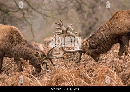 Stags Sparring im Richmond Park in Richmond, England Stockfoto