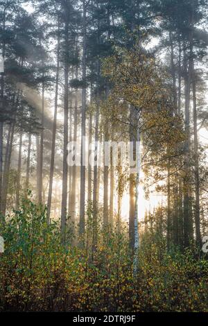 Herbstblätter auf silbernen Birken mit Schotten Pines hinten im Morgennebel, Newtown Common, Burghclere, Hampshire, England, Vereinigtes Königreich, Europa Stockfoto