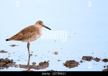 Willet (Tringa semipalmata) auf dem blauen Meer in Coqueiro, Gemeinde Jandaíra, Bahia; Brasilien Stockfoto