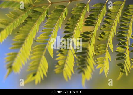 Eine selektive Nahaufnahme der Blätter eines Honigs Heuschreckenbaum Stockfoto