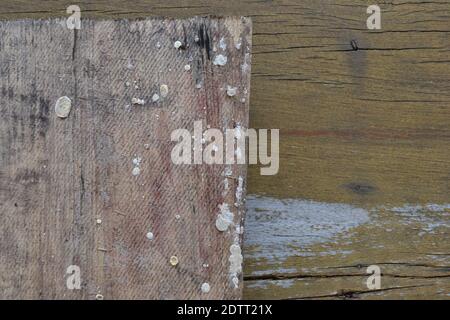 Textur. Holzbrett aus verarbeiteten Eukalyptusfasern, Holzfaserbrett, Texturstil, Szene oder abstrakter Hintergrund, Brasilien, Südamerika, Foto Stockfoto