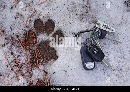 Die Spur eines Berglöwen oder Puma, Felis concolor, auf einem Waldweg in den Oregon Cascades in der Nähe von Sister, Oregon. Stockfoto