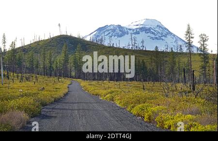 Ein schmaler Feldweg, der durch ein altes Waldbrand mit dem South Sisters Peak im Hintergrund in den Oregon Cascade Mountains in der Nähe der Stadt führt Stockfoto