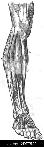 Eine vertikale Abbildung des menschlichen Beins. Gliederstruktur der menschlichen Anatomie Druckbuch 1849 Stockfoto