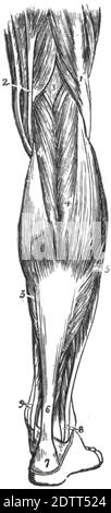 Eine vertikale Abbildung des menschlichen Beins. Gliederstruktur der menschlichen Anatomie Druckbuch 1849 Stockfoto