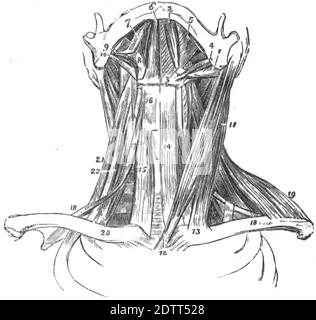 Eine vertikale Abbildung des menschlichen Halses. Halsmuskelstruktur aus menschlicher Anatomie Druckbuch 1849 Stockfoto