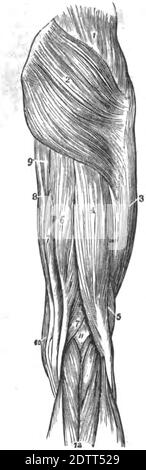 Eine vertikale Abbildung des menschlichen Beins. Gliederstruktur der menschlichen Anatomie Druckbuch 1849 Stockfoto