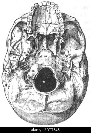 Eine Illustration des menschlichen Schädels. Gesichtsknochenstruktur aus menschlicher Anatomie Druckbuch 1849 Stockfoto