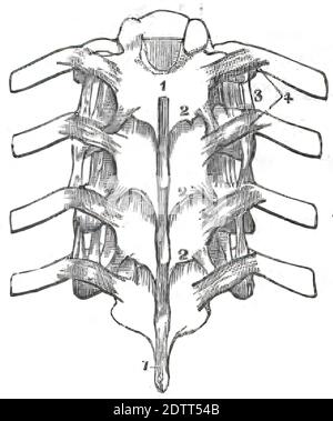 Eine Illustration der menschlichen Wirbelsäule. Rückenmarksstruktur aus menschlicher Anatomie Druckbuch 1849 Stockfoto