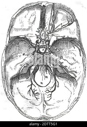 Eine Illustration einer Schädelhirnstruktur, innere Schädelbildung im Anatomiebuch 1849 Stockfoto
