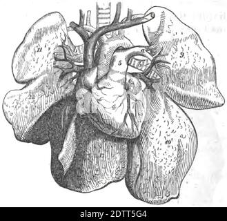 Eine vertikale Illustration des menschlichen Herzens. Innere Organe der menschlichen Anatomie Druckbuch 1849 Stockfoto