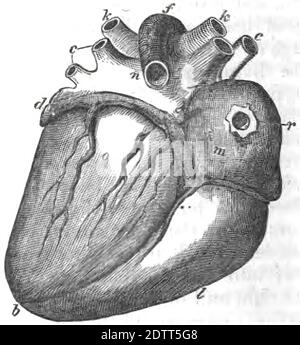 Eine vertikale Illustration des menschlichen Herzens. Innere Organe der menschlichen Anatomie Druckbuch 1849 Stockfoto