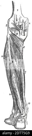 Eine vertikale Abbildung des menschlichen Beins. Gliederstruktur der menschlichen Anatomie Druckbuch 1849 Stockfoto