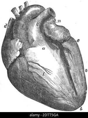 Eine vertikale Illustration des menschlichen Herzens. Innere Organe der menschlichen Anatomie Druckbuch 1849 Stockfoto