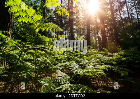 Englischer Wald bei Sonnenaufgang mit dichtem Laub und Bracken Stockfoto