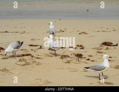 Seevögel Silbermöwen Chroicocephalus novaehollandiae am Strand von Guilderton Westaustralien Stockfoto