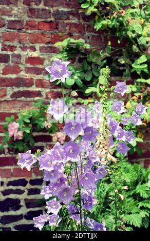 Pfirsichblatt-Glockenblume (Campanula persicifolia) wächst in einem englischen Garten Stockfoto