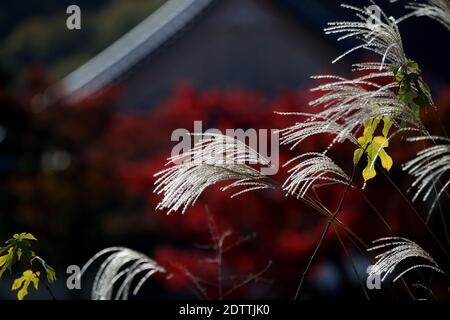 Nahaufnahme Miscanthus floridulus , japanisches Silbergras im Herbstmorgen Stockfoto