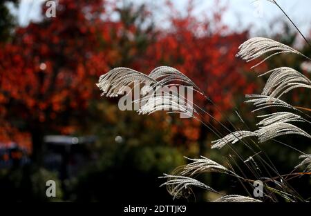 Nahaufnahme Miscanthus floridulus , japanisches Silbergras im Herbstmorgen Stockfoto