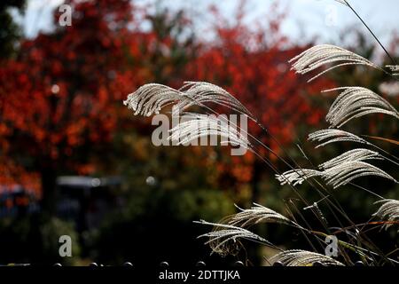 Nahaufnahme Miscanthus floridulus , japanisches Silbergras im Herbstmorgen Stockfoto