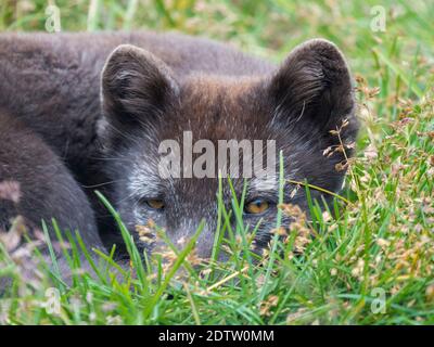 Arctic Fox (Vulpes lagopus, Alopex lagopus), Melrakkasetur-Inseln. Polarregionen, Island, Westfjorde Stockfoto