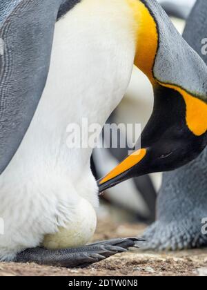 Eier werden von Erwachsenen beim Balancieren auf den Füßen inkubiert. Königspinguin (Aptenodytes patagonicus) auf den Falklandinseln im Südatlantik. South Amer Stockfoto