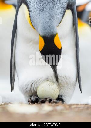 Eier werden von Erwachsenen beim Balancieren auf den Füßen inkubiert. Königspinguin (Aptenodytes patagonicus) auf den Falklandinseln im Südatlantik. South Amer Stockfoto