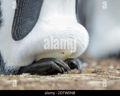 Eier werden von Erwachsenen beim Balancieren auf den Füßen inkubiert. Königspinguin (Aptenodytes patagonicus) auf den Falklandinseln im Südatlantik. South Amer Stockfoto