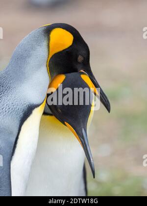 Balz-Anzeige. Königspinguin (Aptenodytes patagonicus) auf den Falklandinseln im Südatlantik. Südamerika, Falklandinseln, Januar Stockfoto