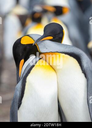 Balz-Anzeige. Königspinguin (Aptenodytes patagonicus) auf den Falklandinseln im Südatlantik. Südamerika, Falklandinseln, Januar Stockfoto