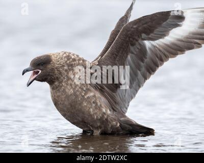 Falkland Skua oder Brown Skua (Stercorarius antarcticus, genaue Taxonomie ist umstritten). Sie sind die großen Skuas des südlichen Polars und Subpols Stockfoto