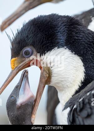 Füttern von Küken. Imperial Shag auch König Shag genannt, blauäugiger Shag, blauäugiger Kormoran (Phalacrocorax atriceps oder Leucarbo atriceps). South Am Stockfoto