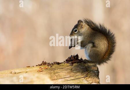 Ein graues Eichhörnchen steht früh am Morgen auf, um für sein Frühstück zu schnacken. Stockfoto