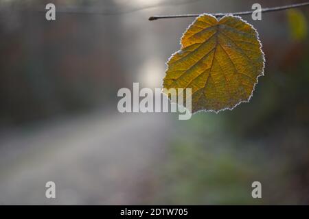 Herbstblatt auf einem Zweig im Herbst Stockfoto