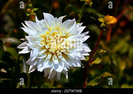 Details der weißen Blüte Dahlia Blume. Abstrakte, detailreiche Blumenmuster. Blumenkonzept. Selektiver Fokus auf die Blume. Stockfoto