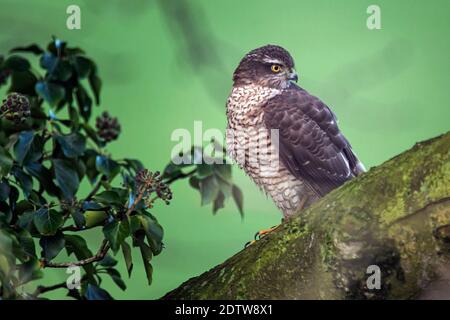 Der weibliche eurasische Sparrowhawk (Accipiter nisus) untersucht das Gebiet von seinem Barsch in Lancashire, England Stockfoto