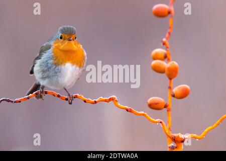 Roodborst, Europäische Rotkehlchen, Erithacus rubecula Stockfoto