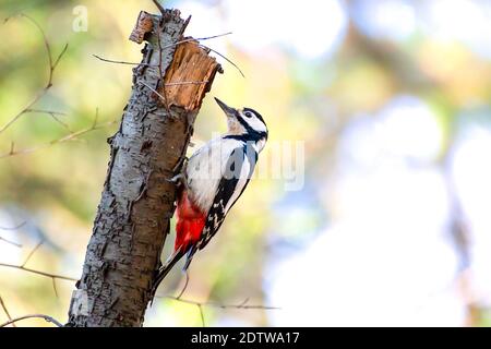 Buntspecht sucht Insekten in den drei auf einem Verloschter Hintergrund Stockfoto