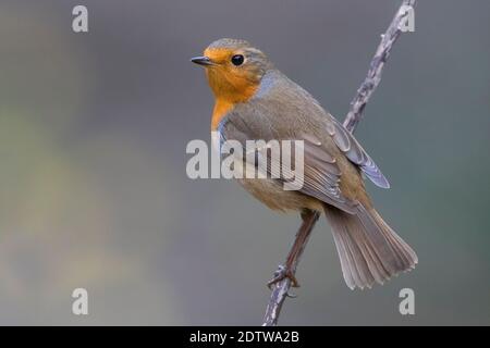 Roodborst, Europäische Rotkehlchen, Erithacus rubecula Stockfoto