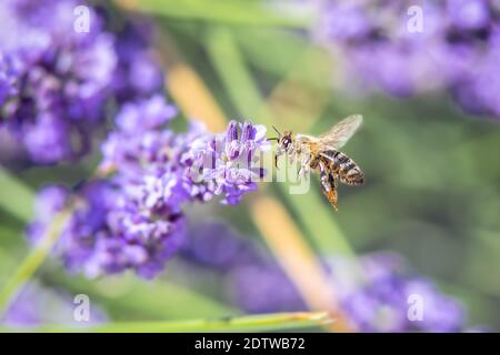 Biene, die über eine violette Blume fliegt, auf einem verschwommenen Hintergrund, der Pollen sammelt. Stockfoto