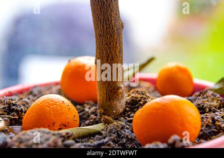 Nahaufnahme der Orangenfrucht, die von einer Orangenpflanze gefallen ist, die als Hauspflanze gehalten wird. Stockfoto