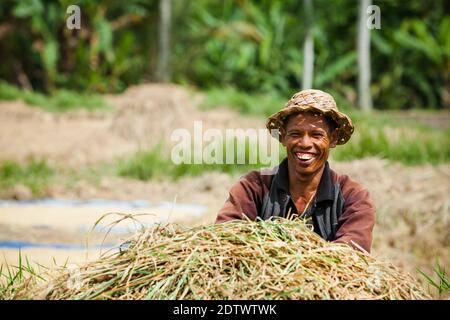 Ubud, Bali Insel, Indonesien - 25. März 2017: Indonesischer Bauer Mann erntet, Reiskörner im Reisfeld zu ernten. Traditionelle Reisplantage Stockfoto