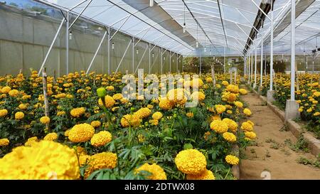 Feld der wachsenden hellen orange blühenden Blumen. Tagetes erecta oder Ringelblume Plantage. In Mexiko werden Tagetes für die traditionelle Dekoration für den Tag des D verwendet Stockfoto